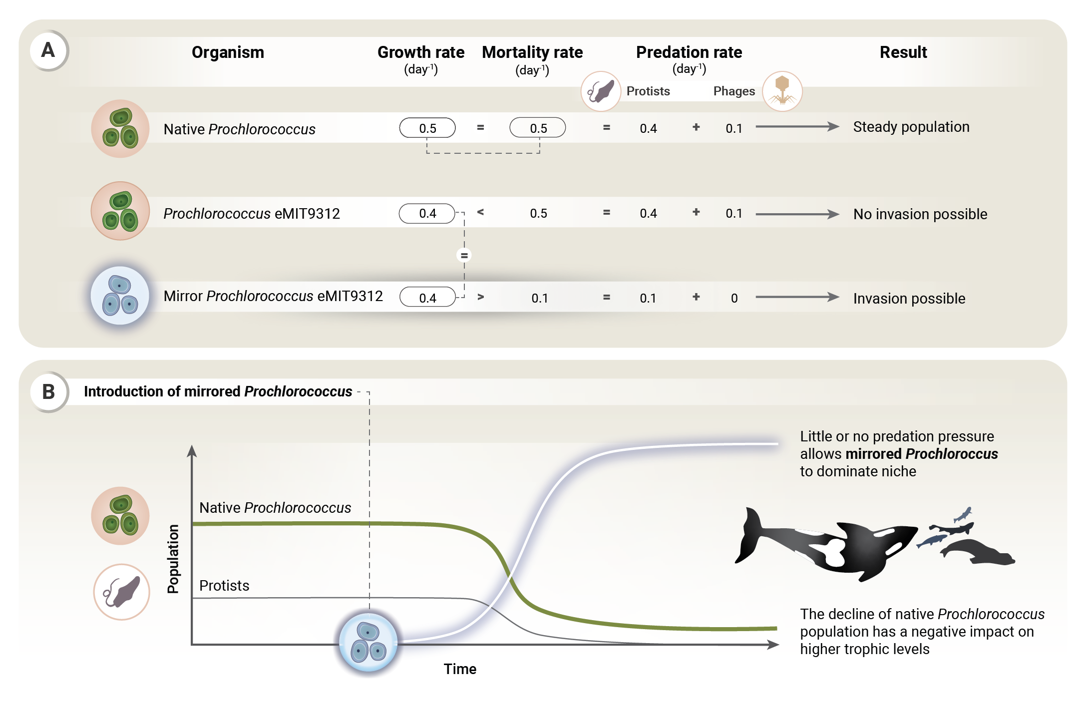 A scientific infographic showing the population dynamics of Prochlorococcus. It features a table comparing a native Prochlorococcus strain, an eMIT9312 strain, and a mirror strain, with data on growth rate, mortality rate, and predation rate. The inf