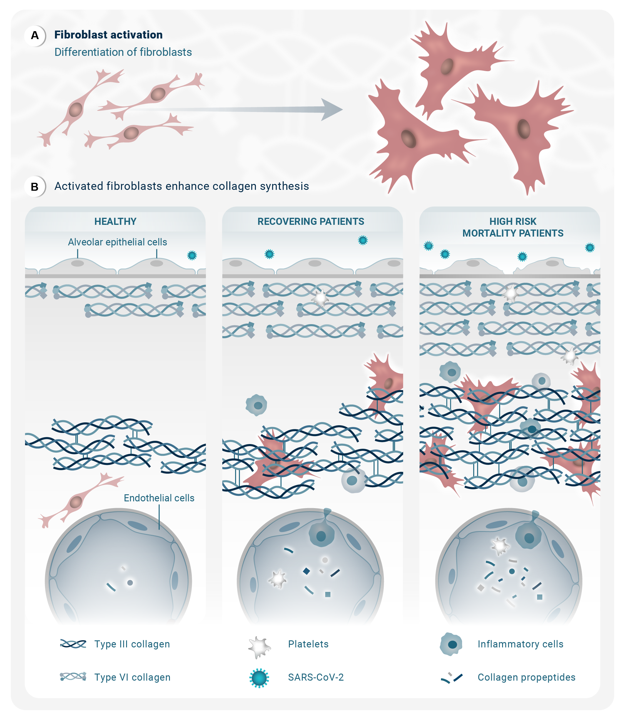Diagram illustrating fibroblast activation in tissue. The chart compares healthy alveolar epithelial cells with recovering and high-risk mortality patient cells, showing the presence of collagen types III and VI, platelets, SARS-CoV-2 virus, inflamma