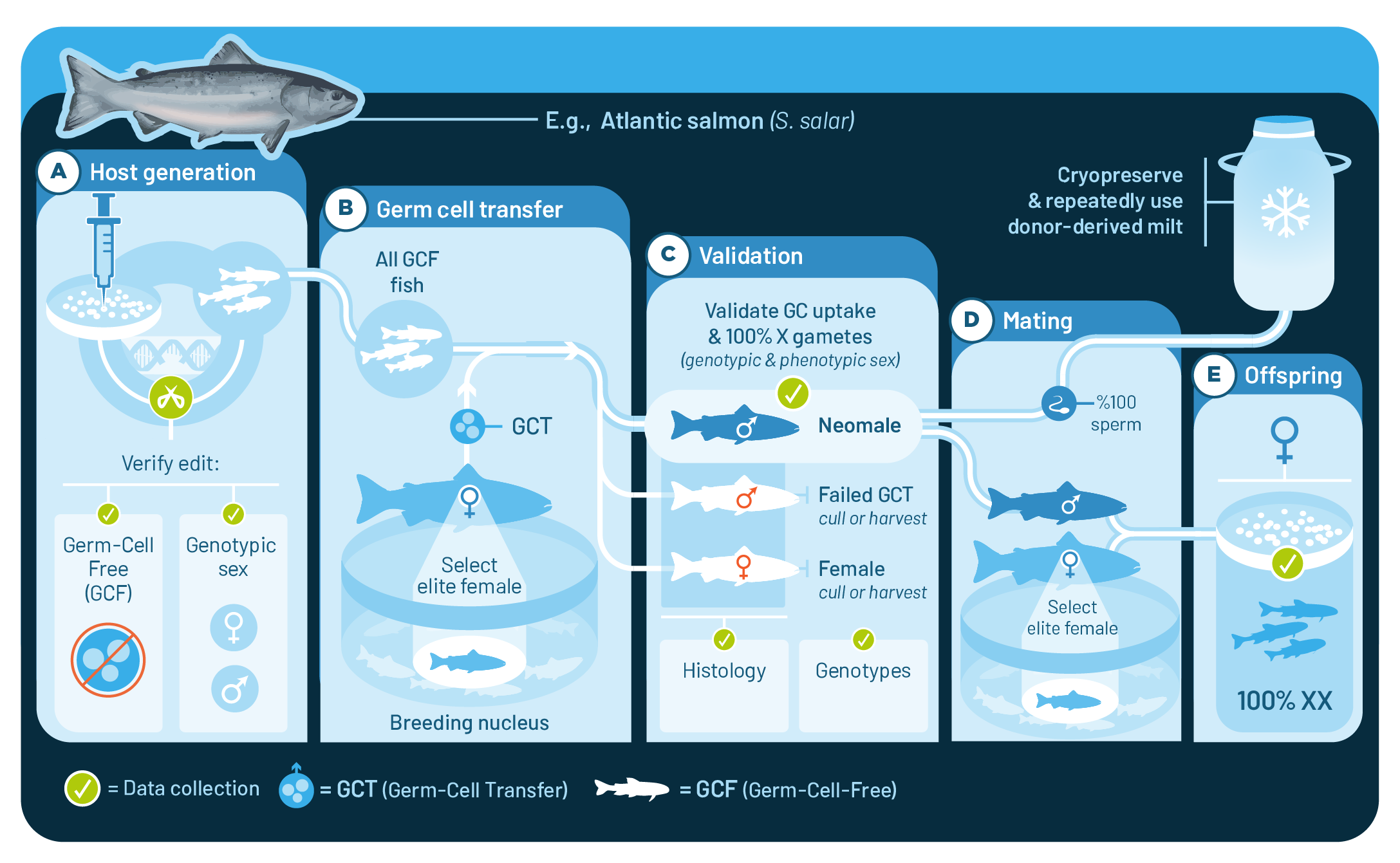 A flowchart depicting the process of generating Atlantic salmon, starting with host generation, germ cell transfer, validation, maturing, mating, and resulting in offspring. The chart includes steps like verifying germ cell free status, selecting eli
