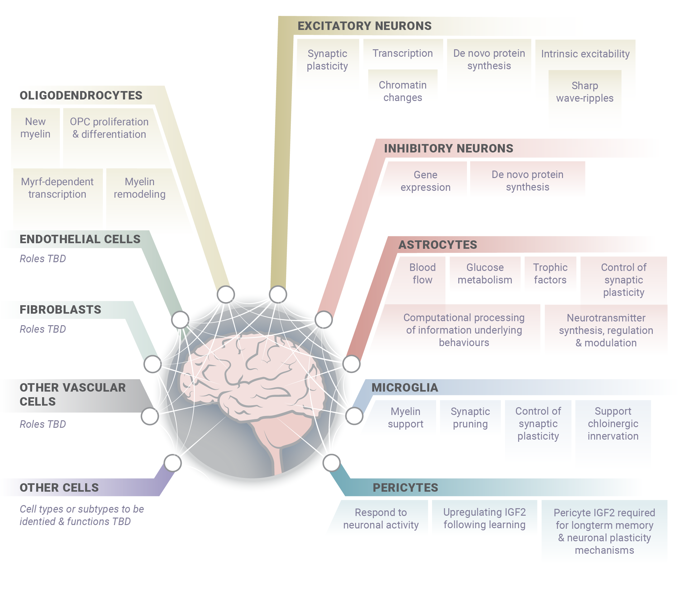 Diagram of neural cell types with categories for oligodendrocytes, endothelial cells, fibroblasts, microglia, astrocytes, and pericytes, including various functions and subtypes.