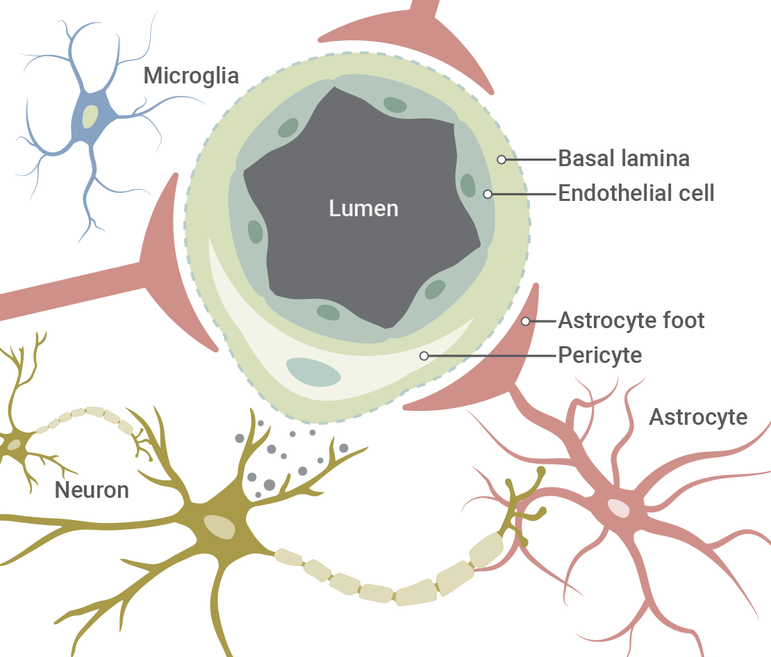Diagram of a cross-section of a blood vessel with labels for microglia, basal lamina, endothelial cell, lumen, astrocyte foot, pericyte, astrocyte, and nearby neurons.