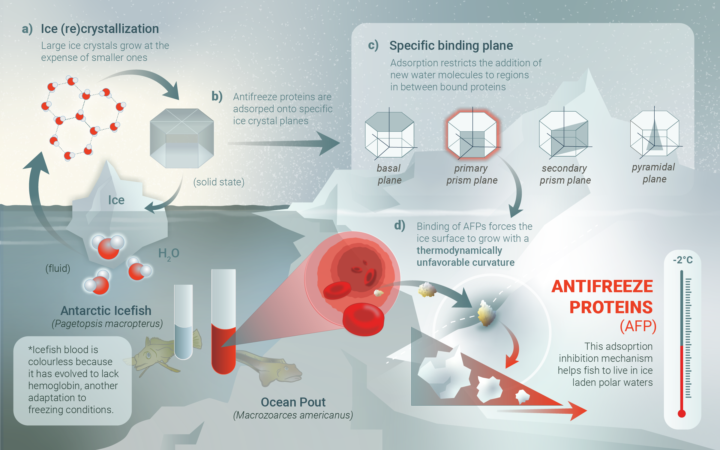A detailed scientific diagram explaining the process of ice (re)crystallization and antifreeze proteins in polar water conditions, including illustrations of ice crystals, Antarctic icefish, ocean pouts, proteins, and temperature indicators.