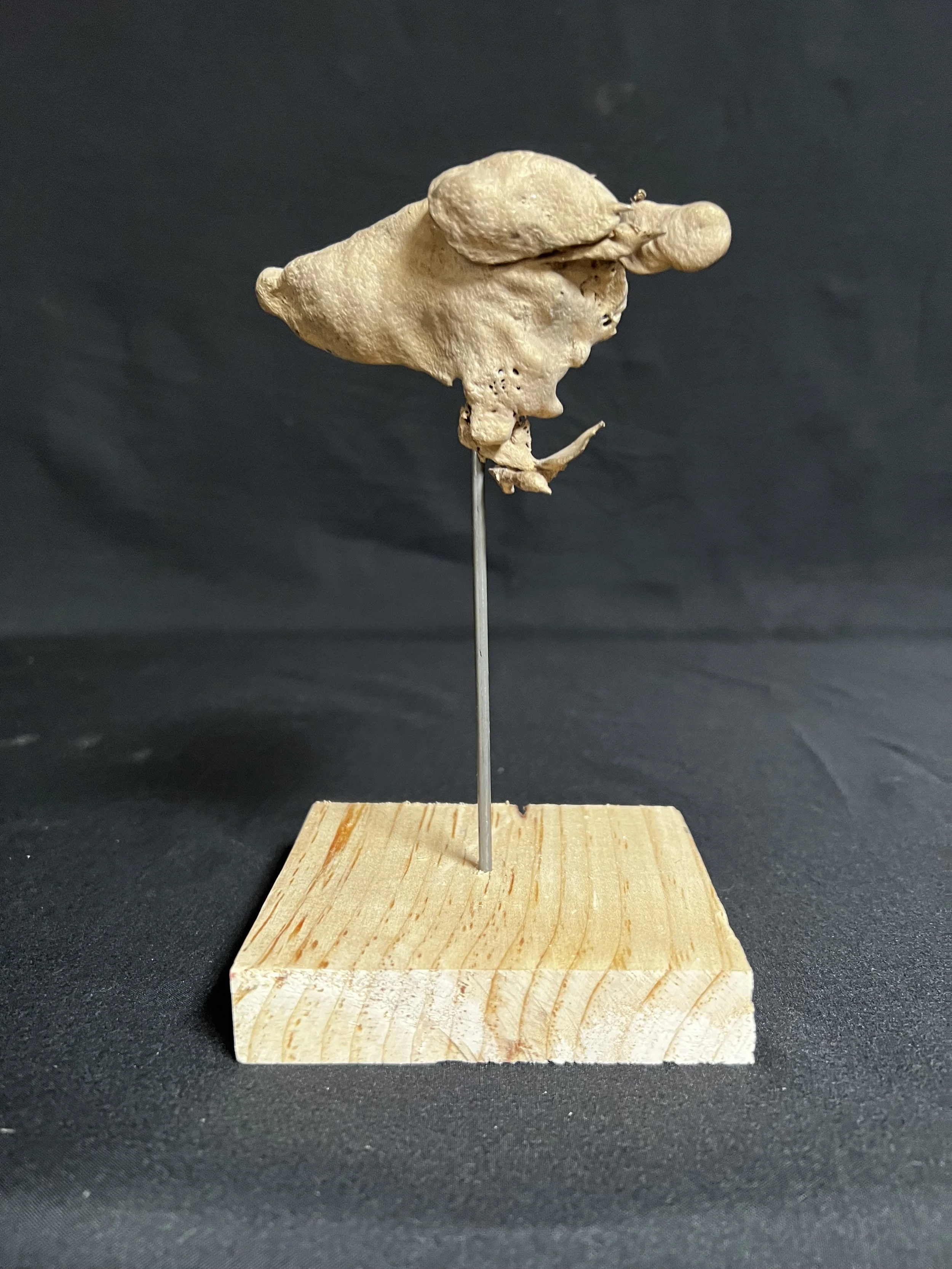 Static Torso III     7"x4"x4"     Bronze, Wood     $800.00