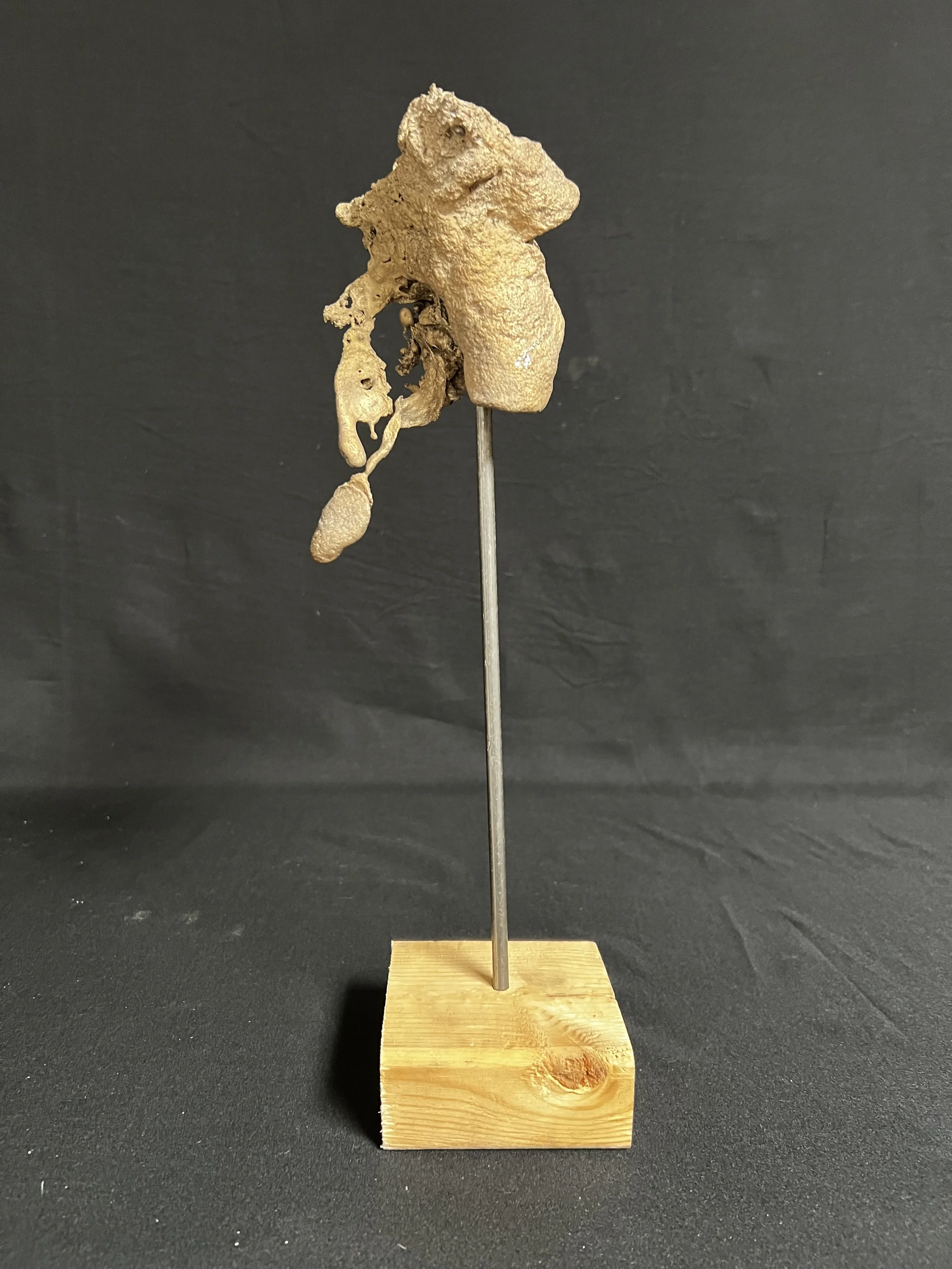 Torso with Lowered Wing II     15"x3"x3"     Bronze, Wood     $1200.00