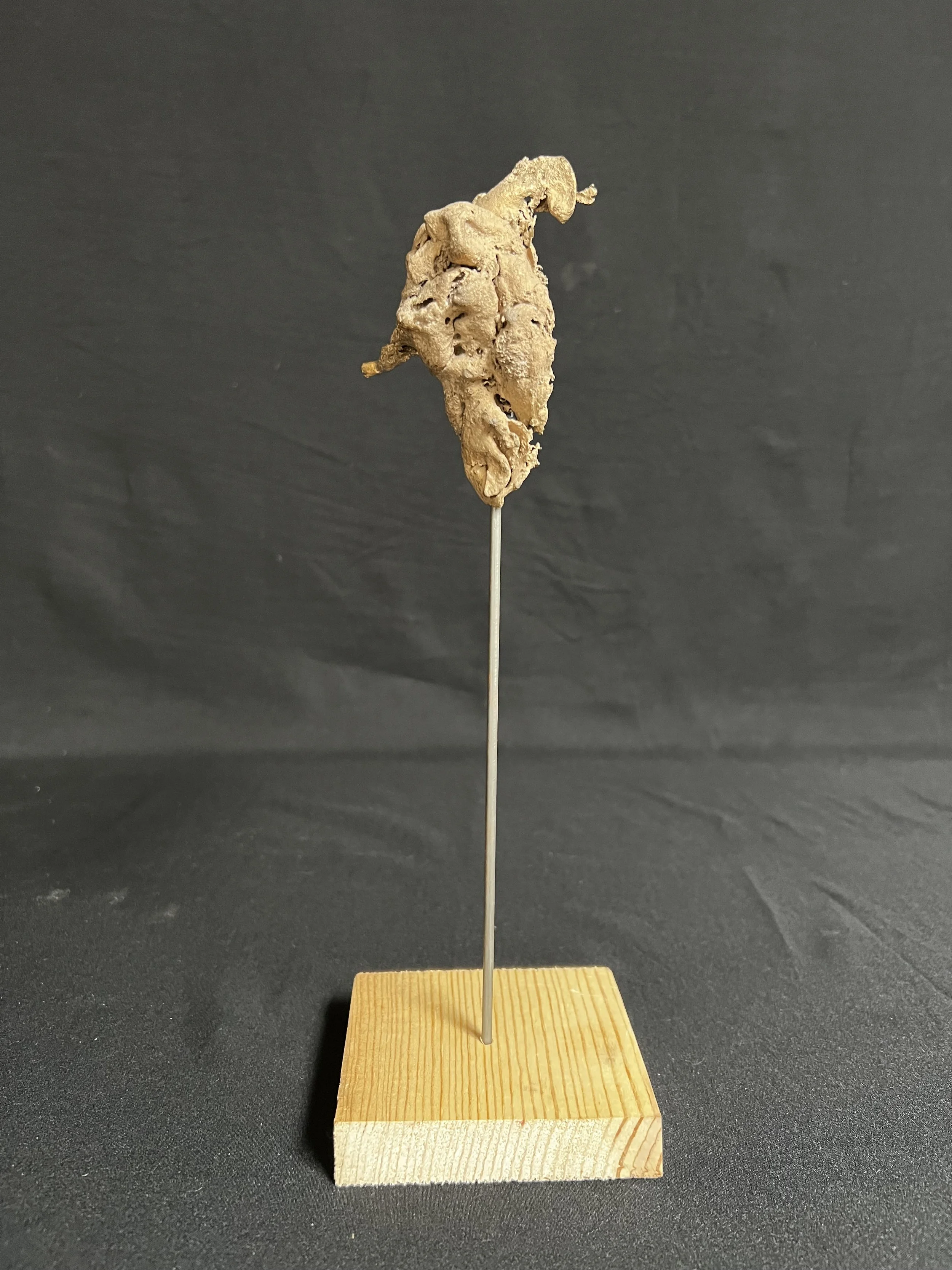 Curved Torso I    11"x3"x3"    Bronze, Wood    $1200.00