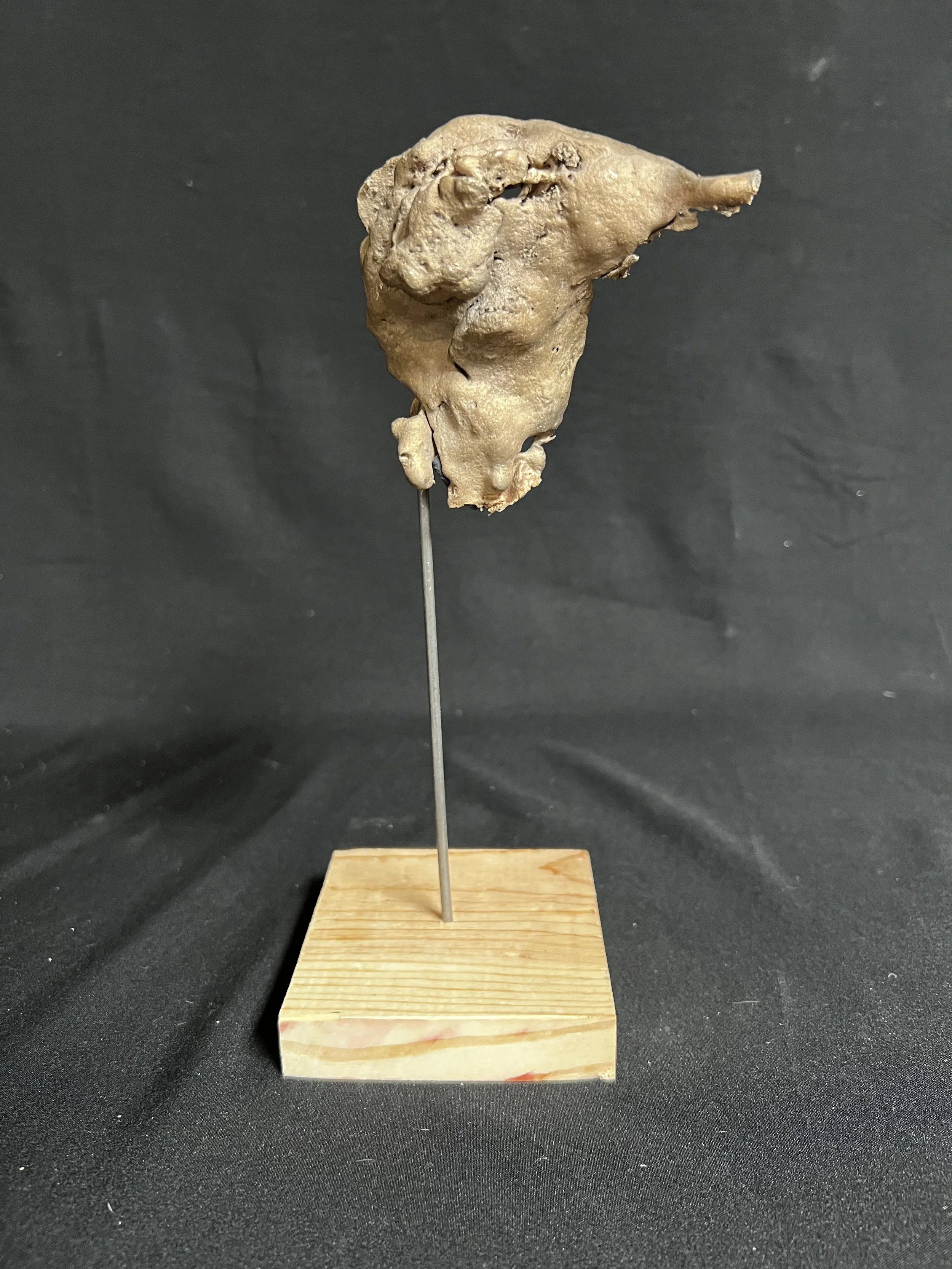 Winged Torso XXI    9"x4"x4"    Bronze, Wood    $1200.00