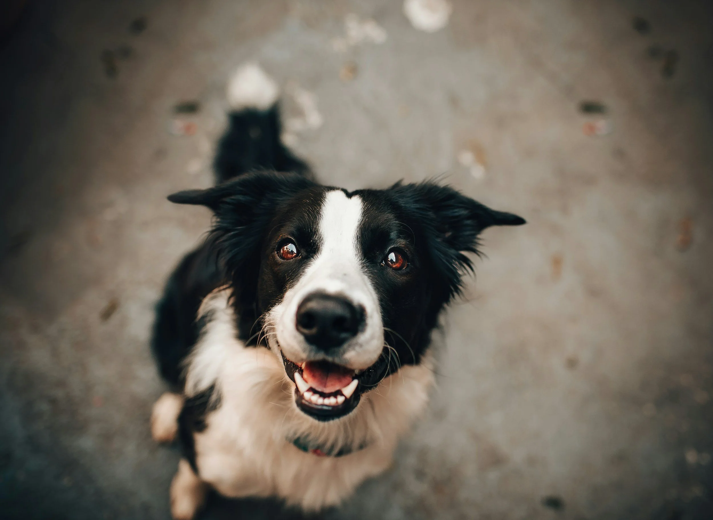 A happy black and white Border Collie looking up at the camera with an open mouth and bright eyes on a concrete surface.