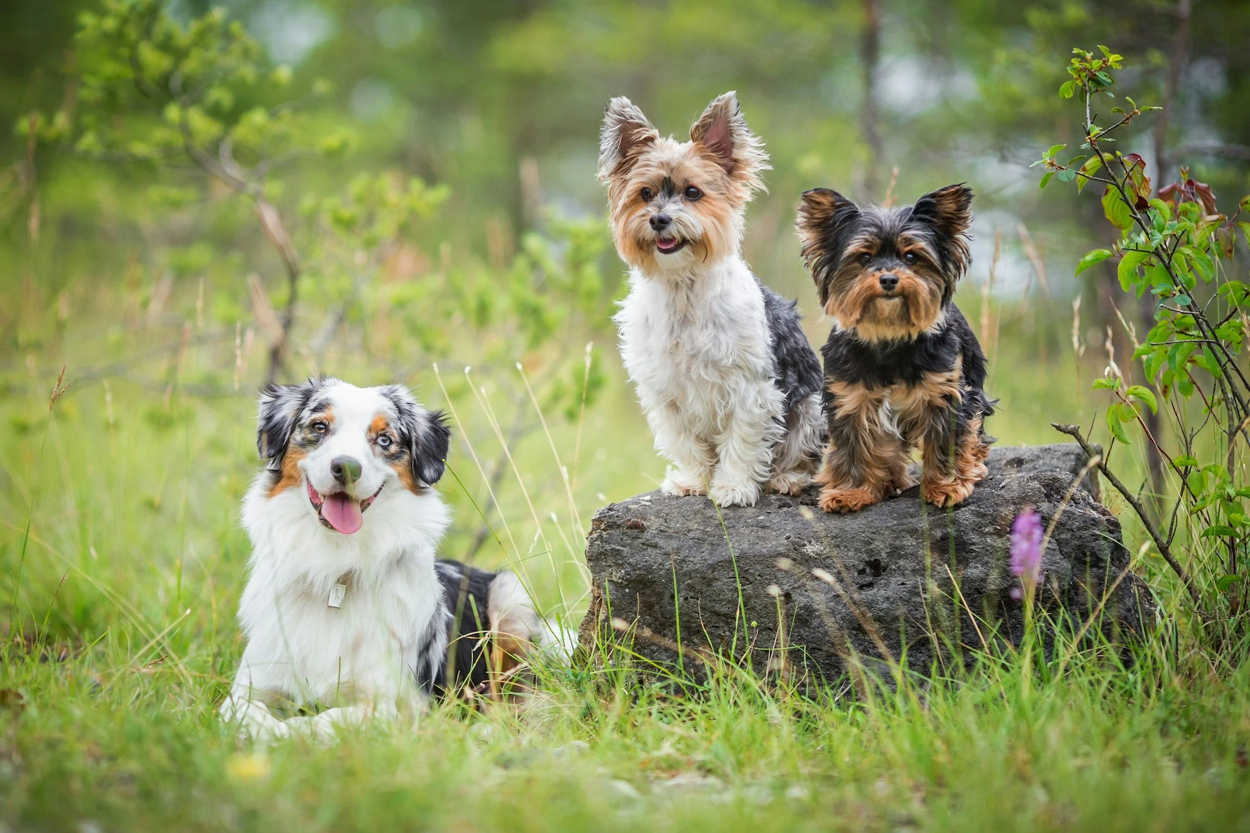A group of four dogs in a lush green outdoor setting, with some sitting on a rock and others standing nearby, surrounded by trees and grass.