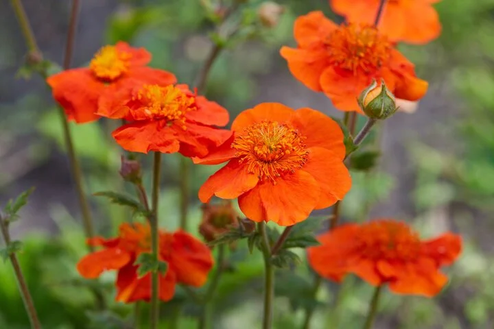 Geum rivale 'Mango'