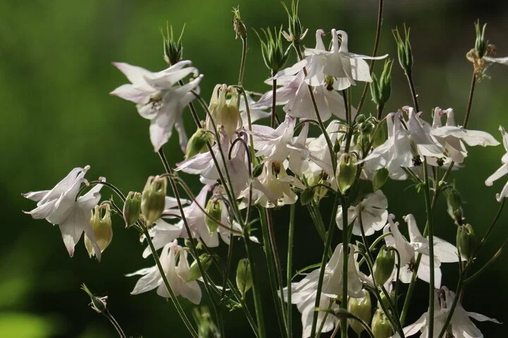 Aquilegia vulgaris White