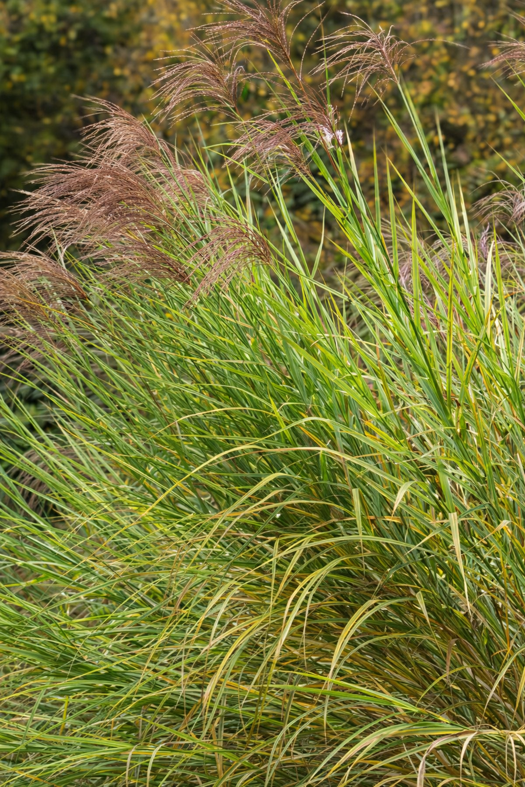 Miscanthus 'Puenktchen'