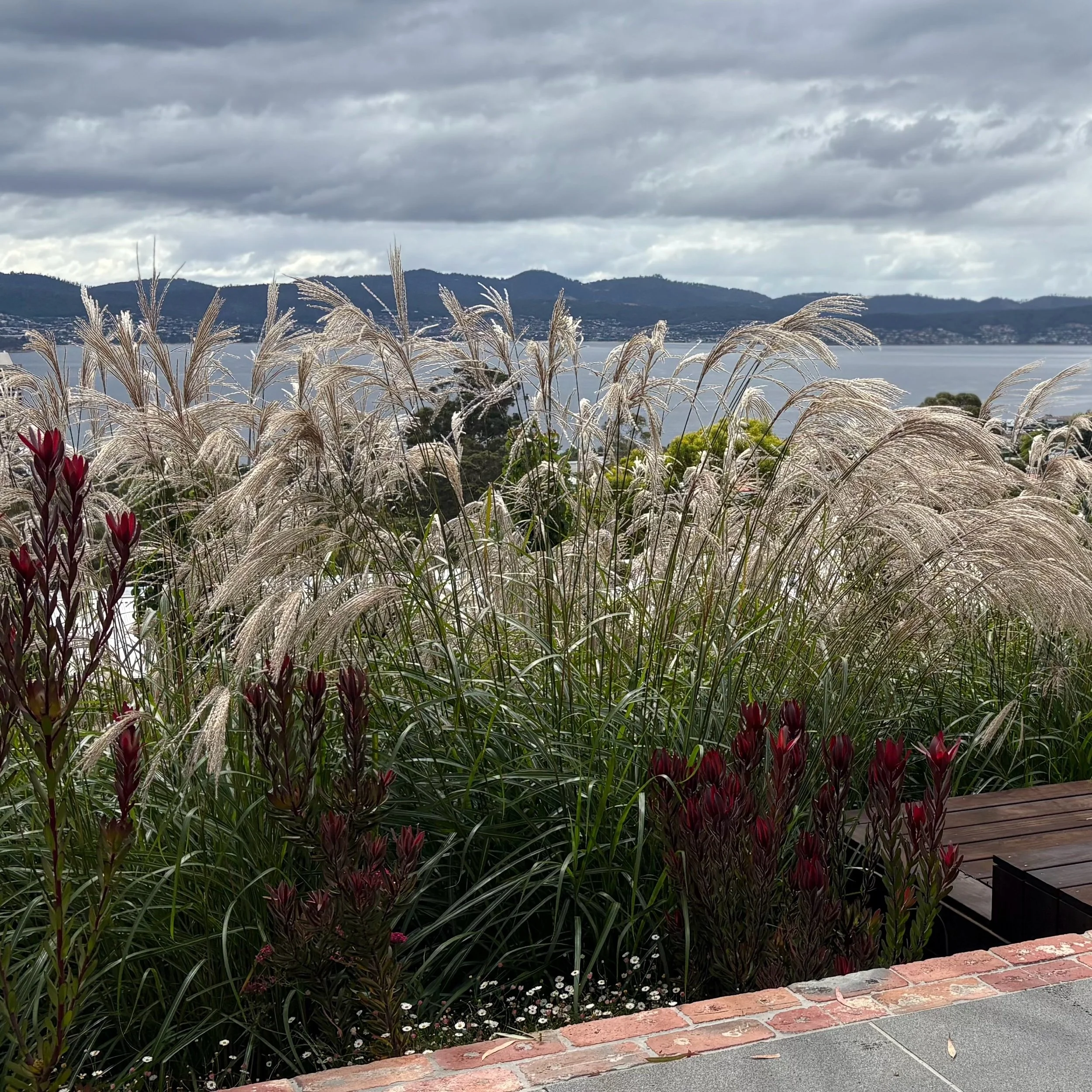 Miscanthus transmorrisonensis