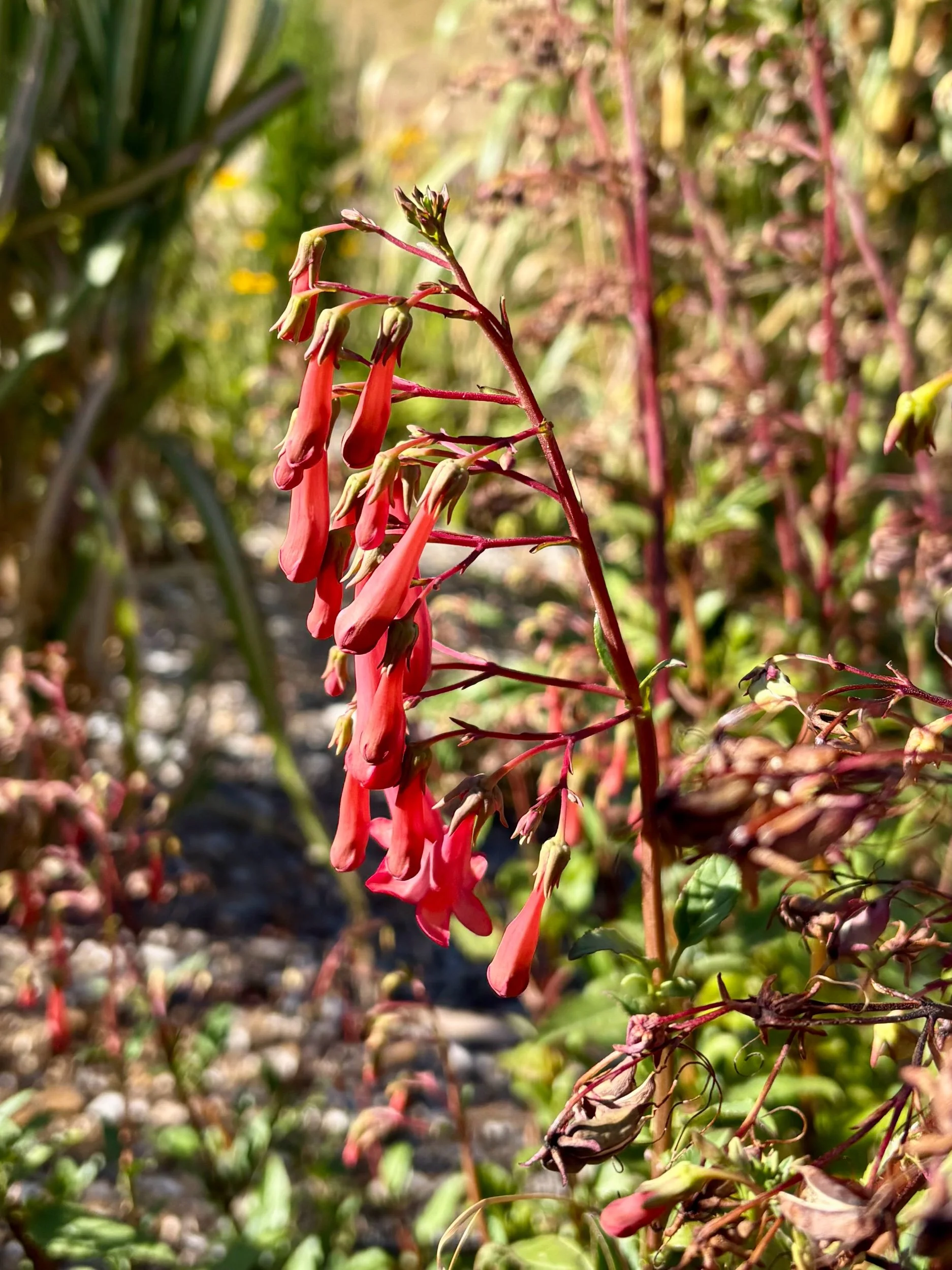 Phygelius aegualis ‘Red’