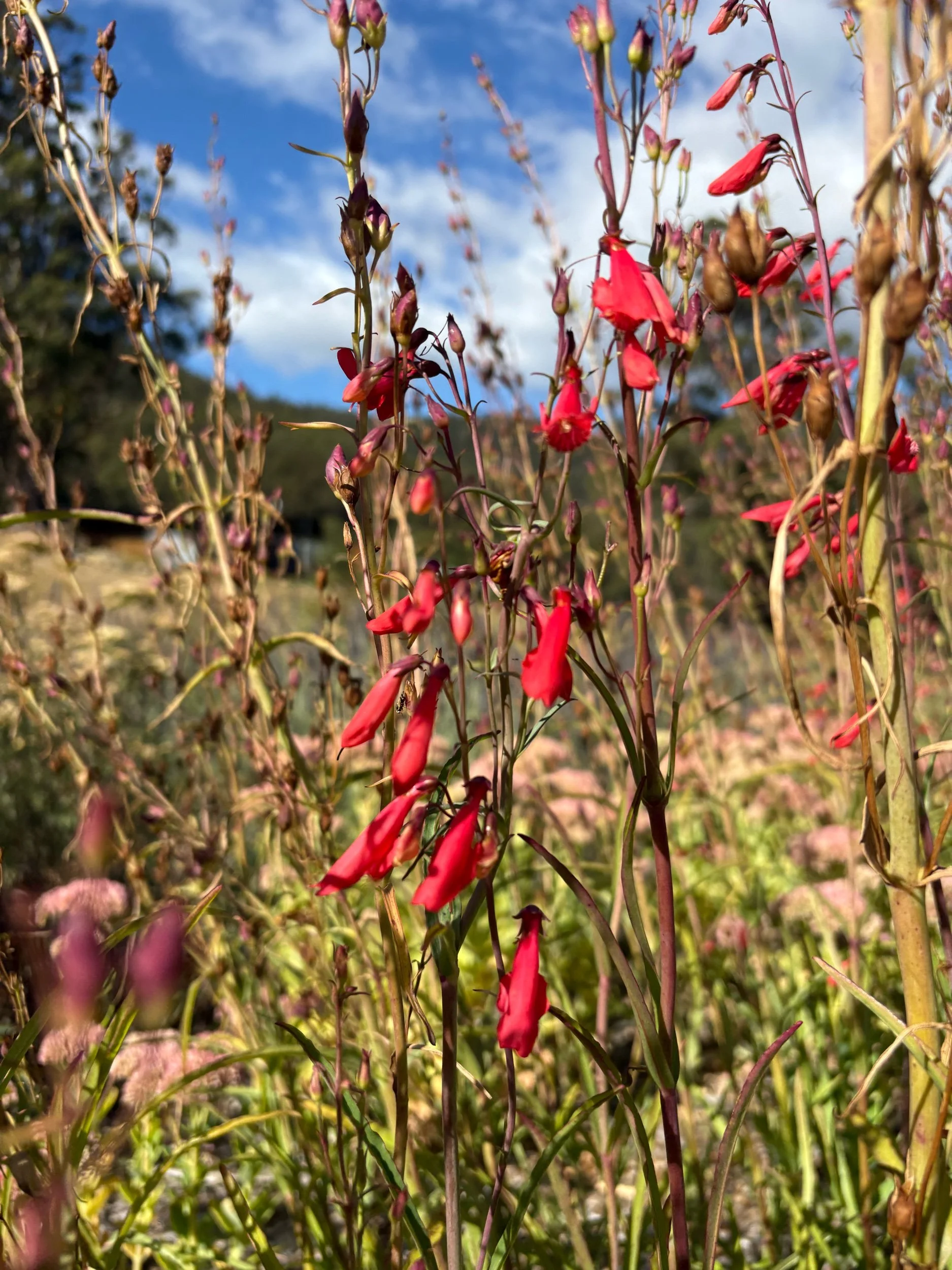 Penstemon barbatus