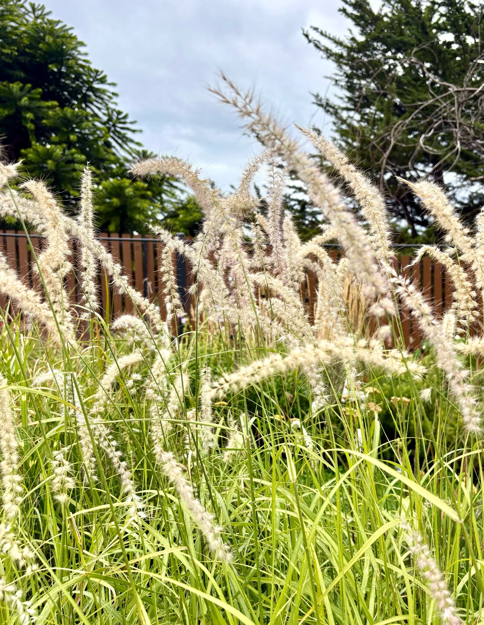 Pennisetum 'Tall Tails'