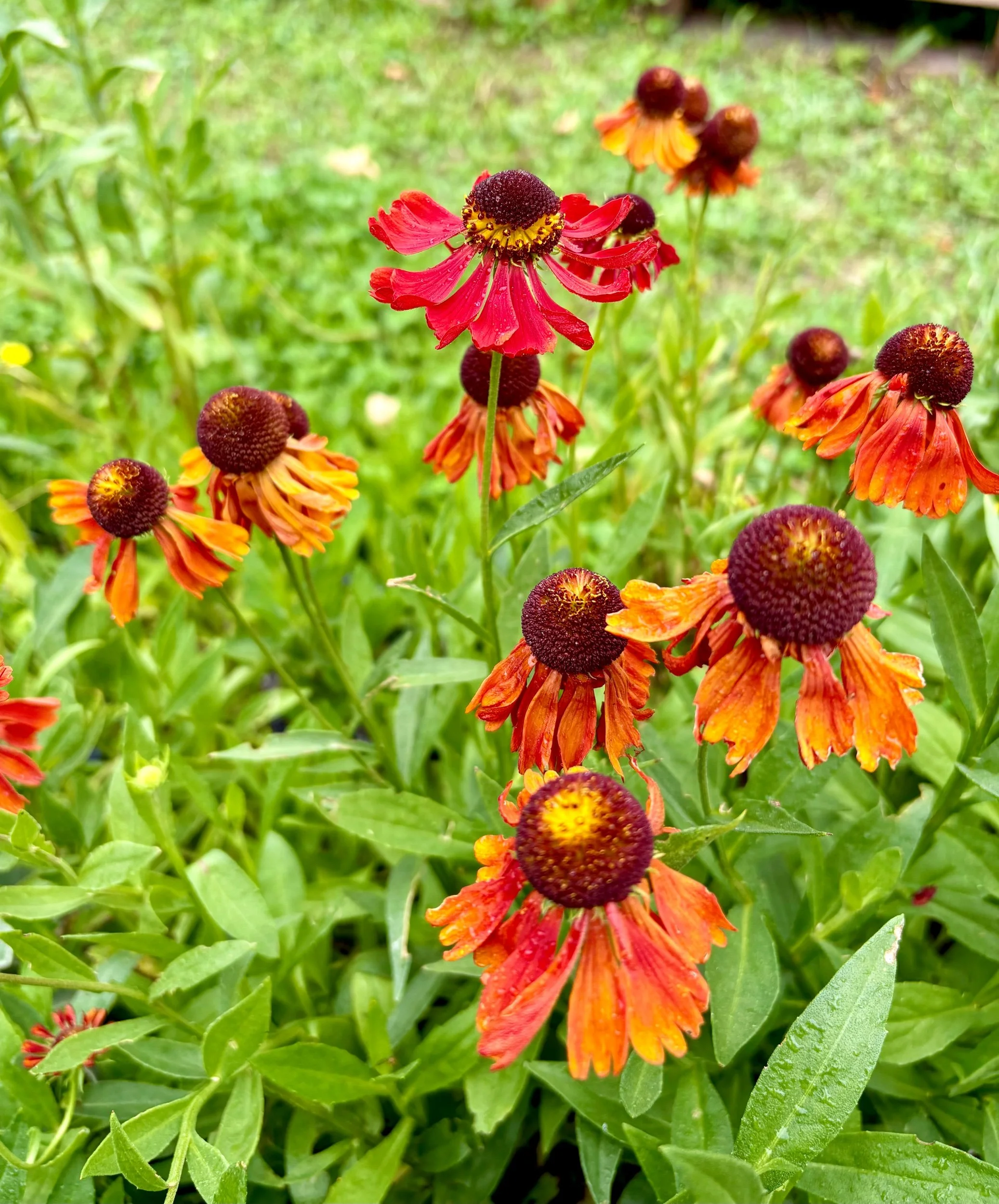 Helenium 'Dark Beauty'