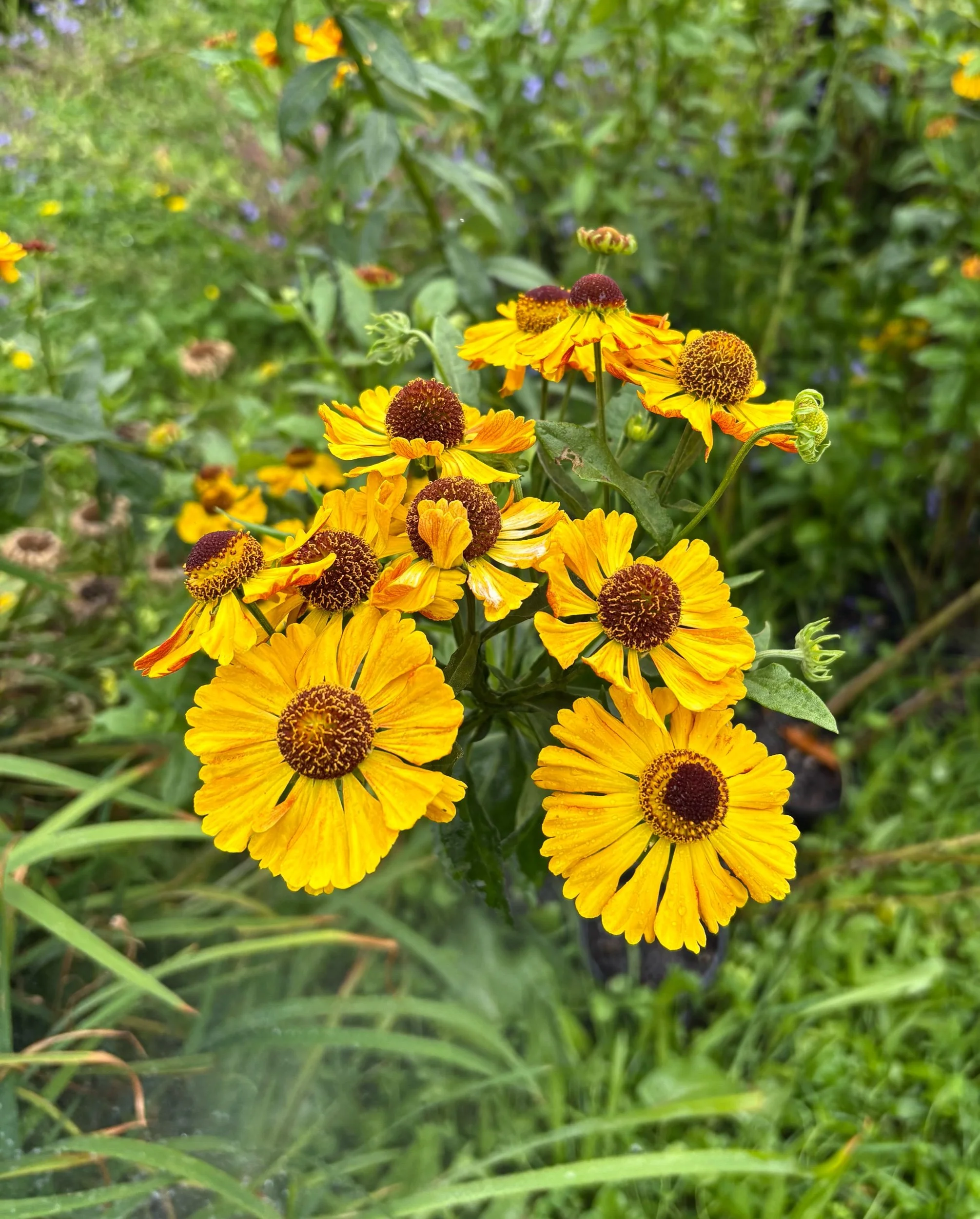 Helenium 'Honeycomb Hula'