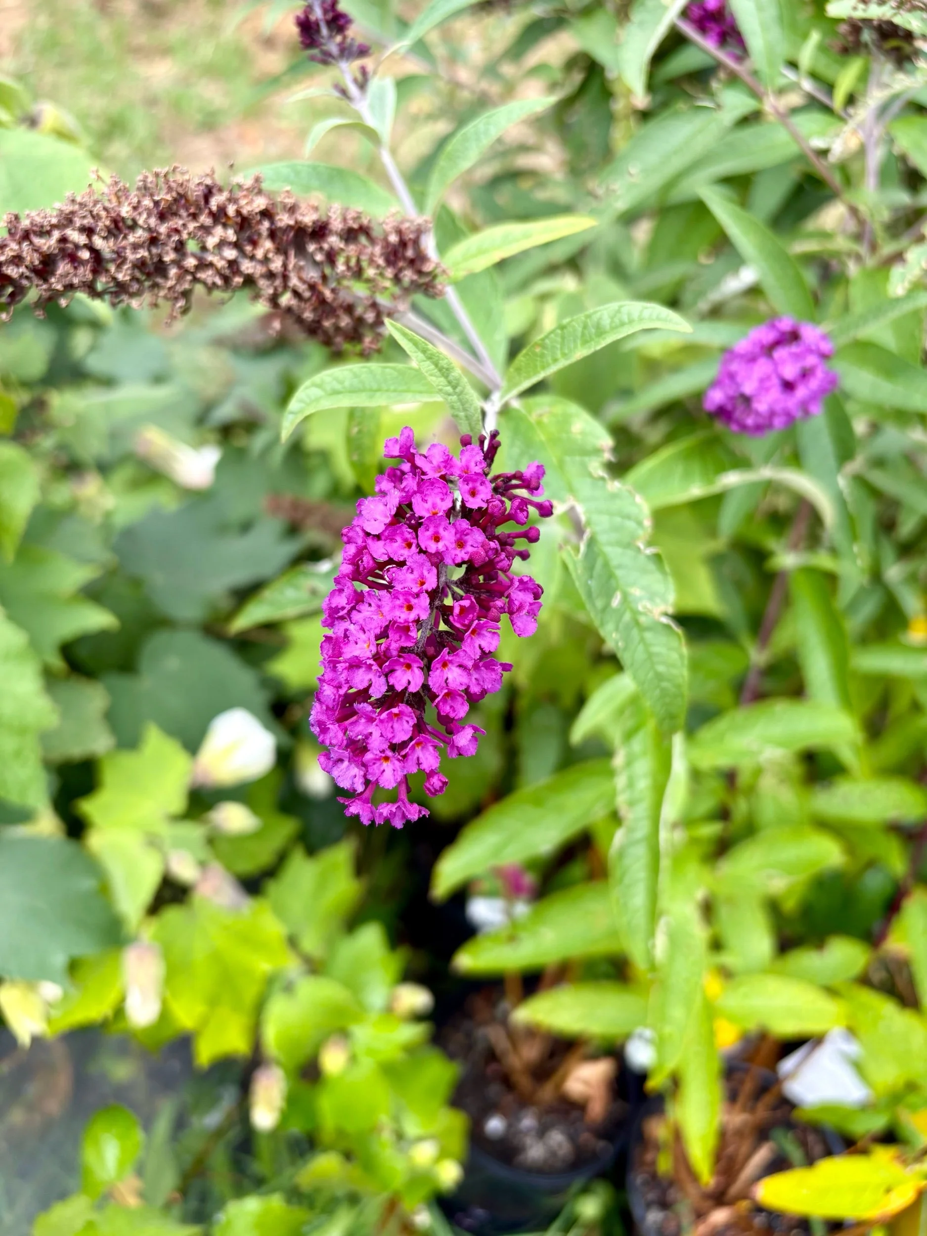 Buddleja 'Royal Red'