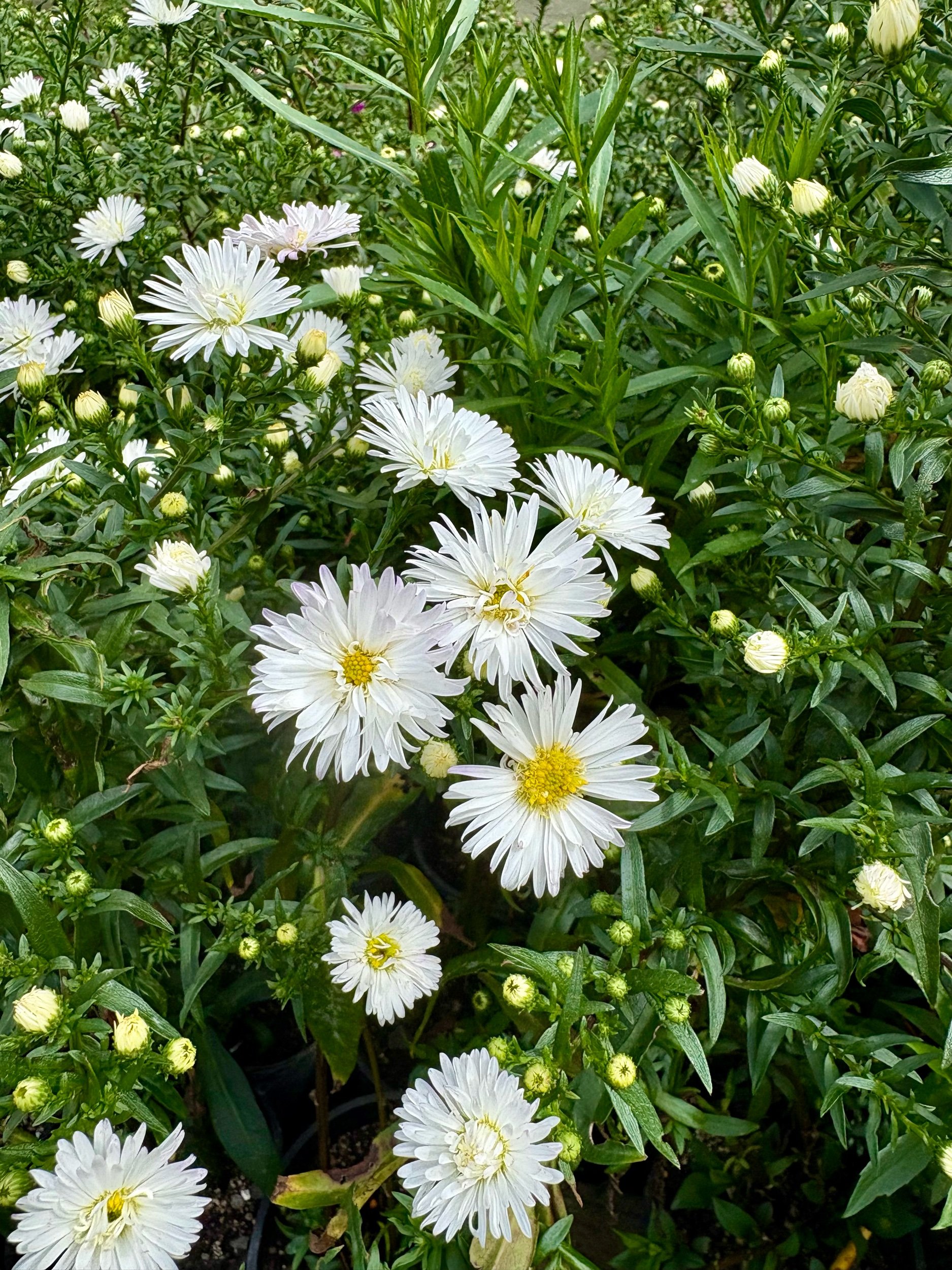 Aster 'Snow White'