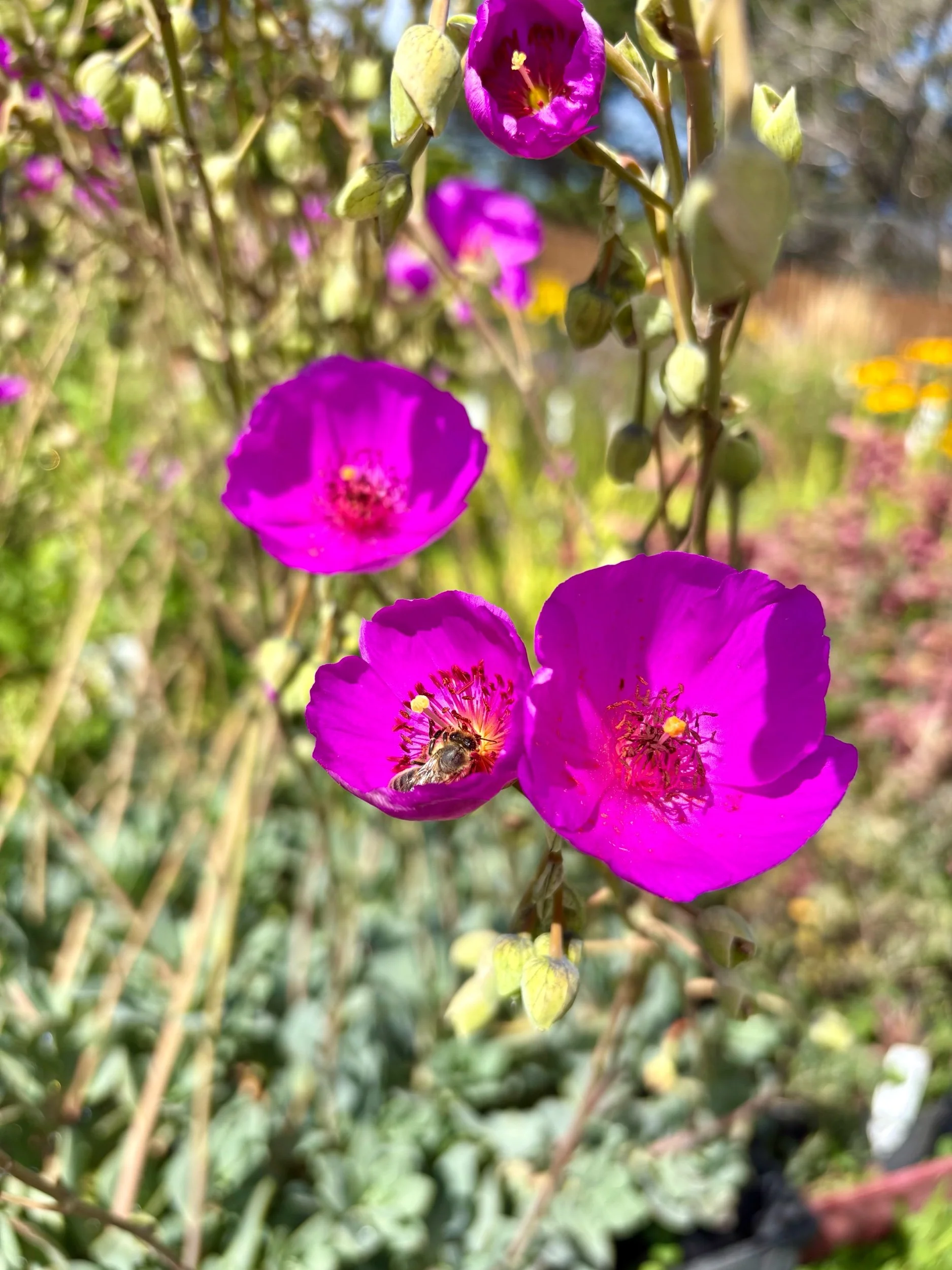 Calandrina spectabilis