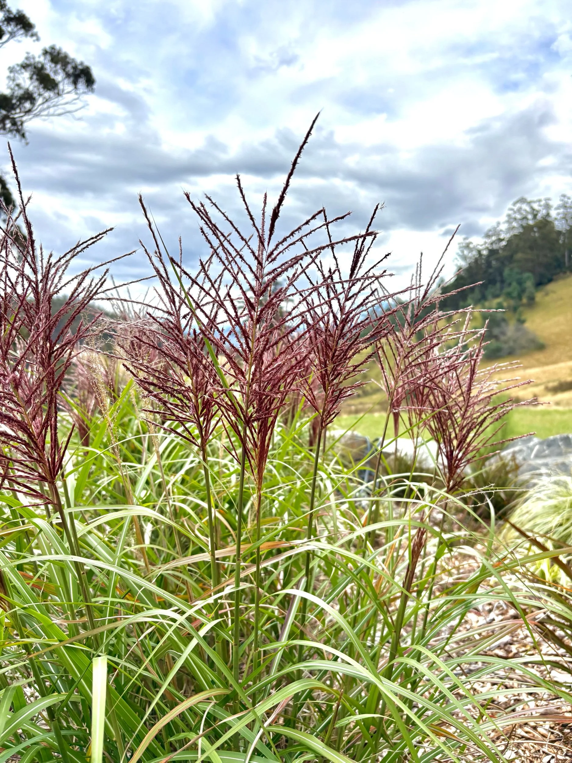 Miscanthus 'Flamingo'