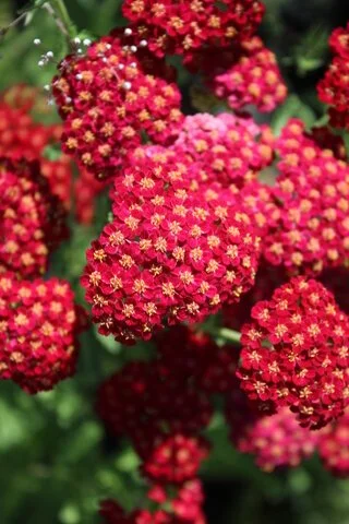 Achillea 'Walther Funcke'