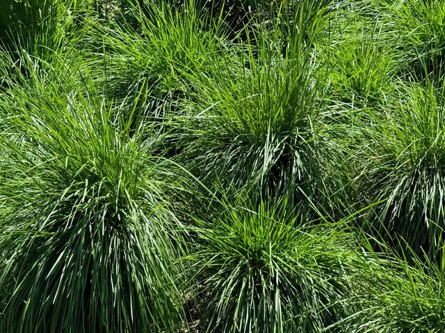 Deschampsia cespitosa