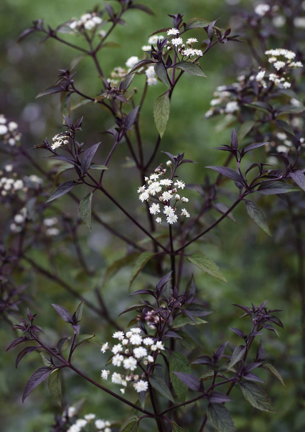 Eupatorium rugosum 'Chocolate'