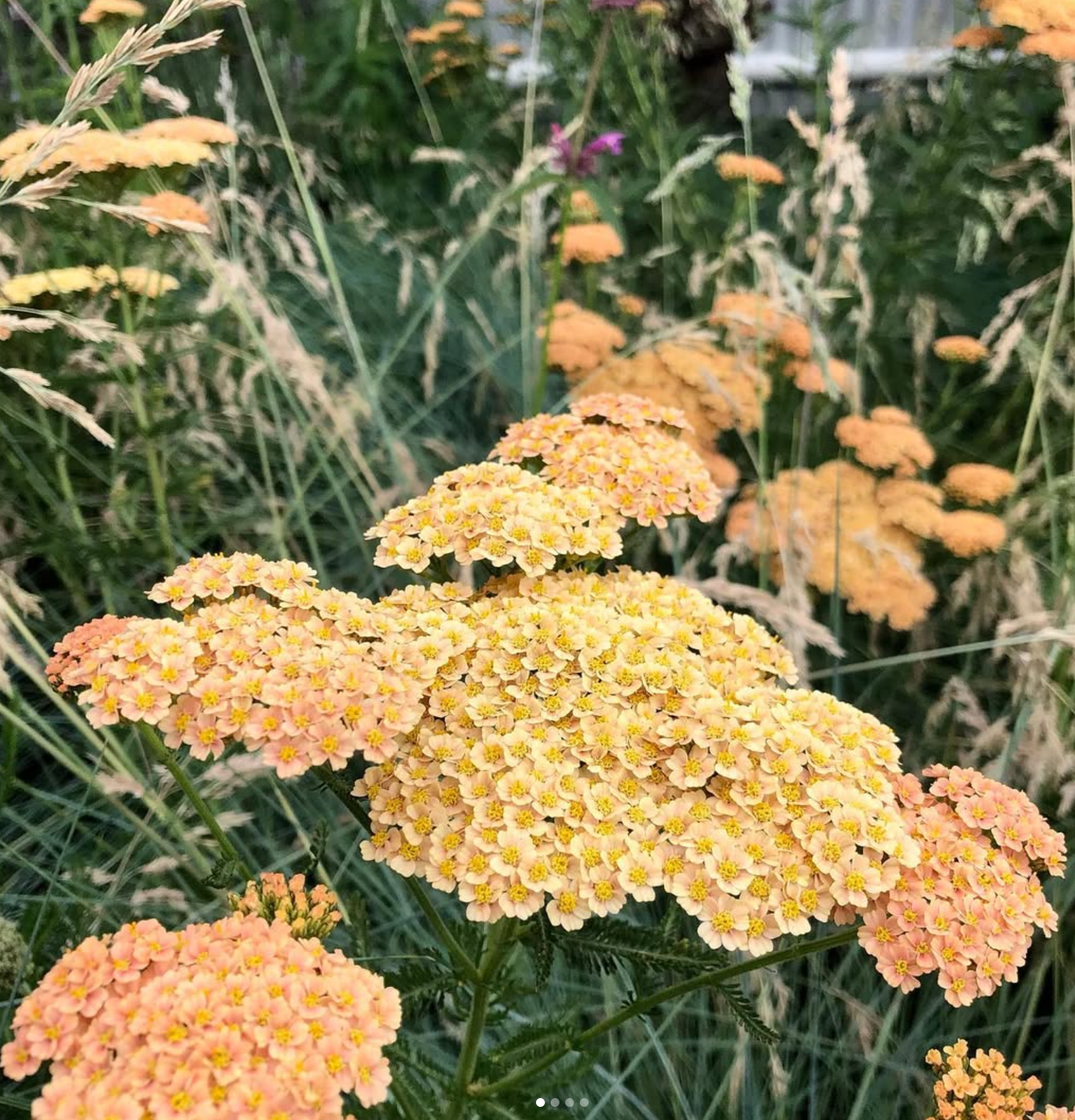 Achillea 'Terracotta'