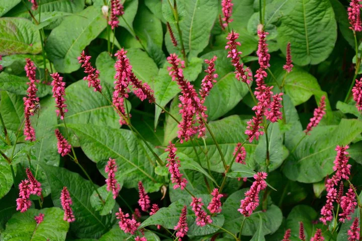Persicaria ‘Taurus’