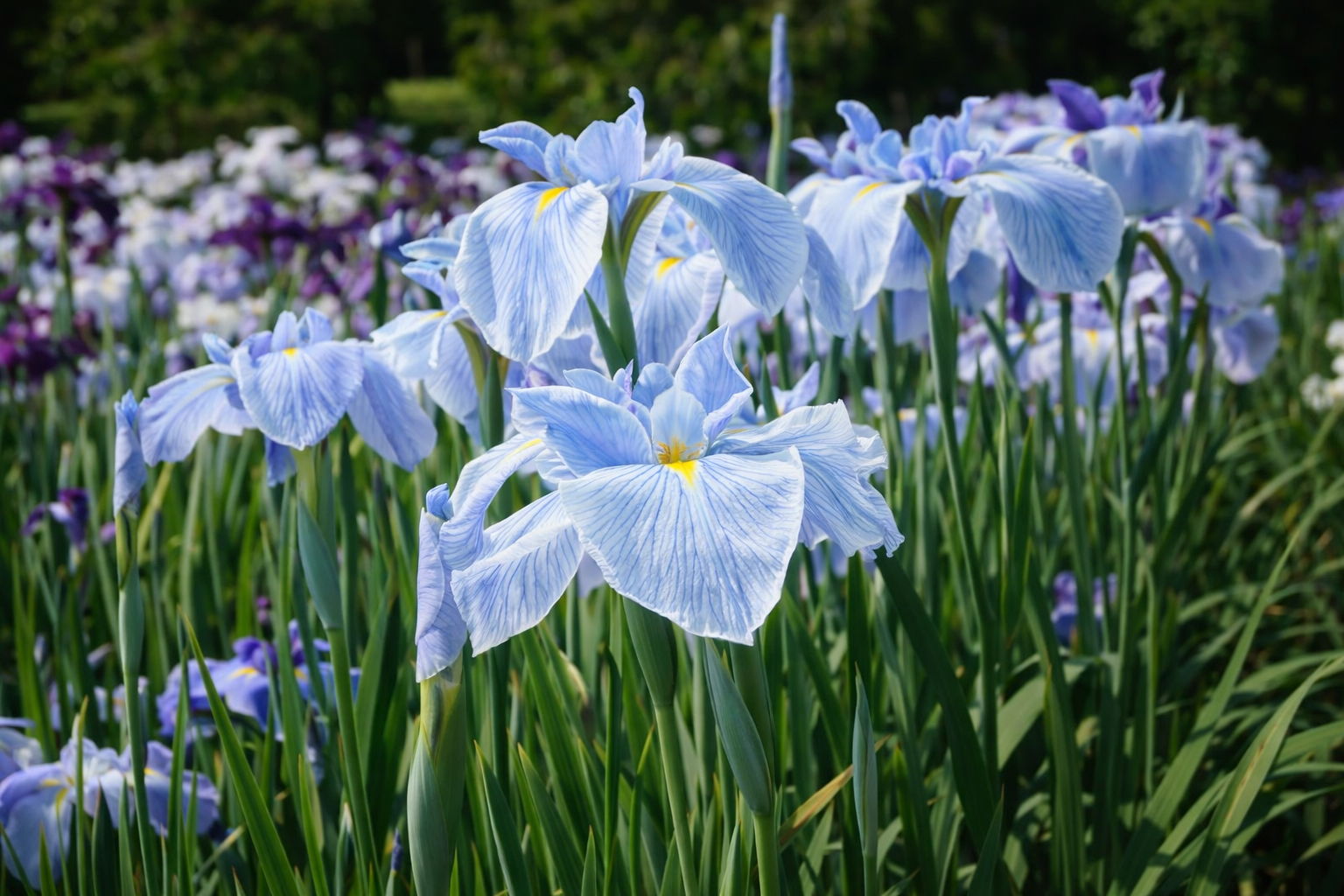 Iris ensata 'Ocean Mist'