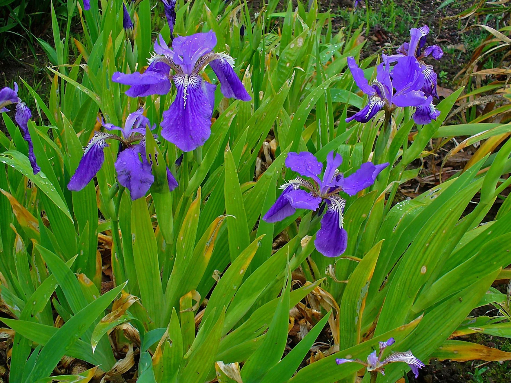Iris tectorum