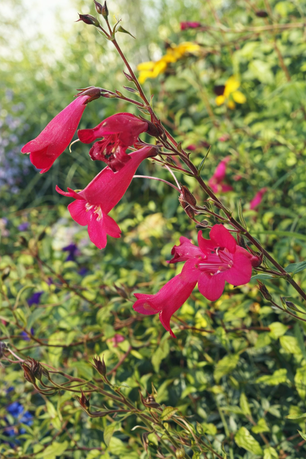 Penstemon ‘Blackbird’