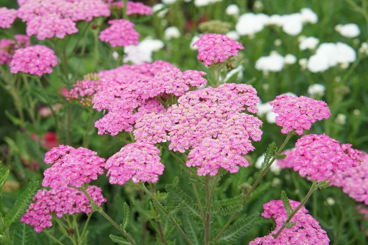 Achillea ‘Cerise Queen’