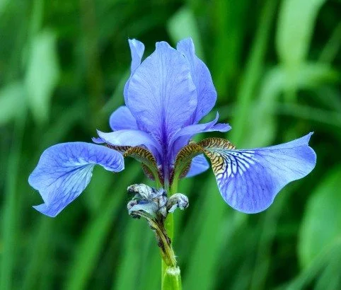 Iris sibirica
