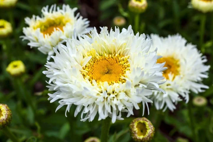 Leucanthemum 'Dreams'