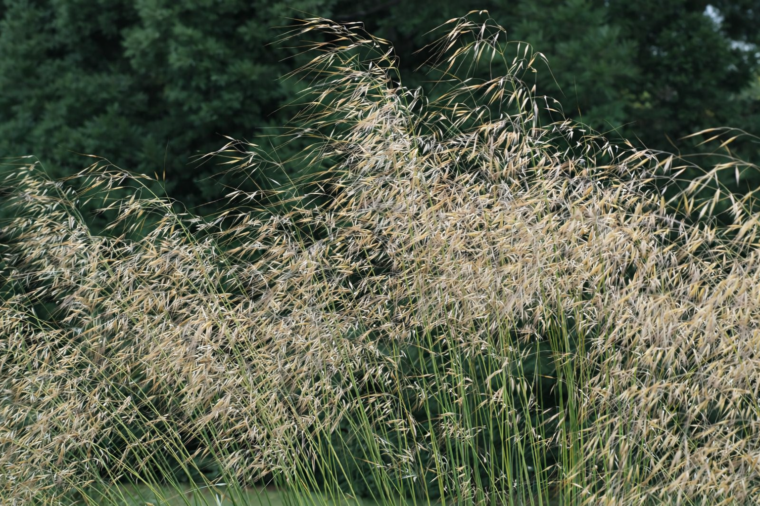 Stipa gigantea 'Beth Chatto'
