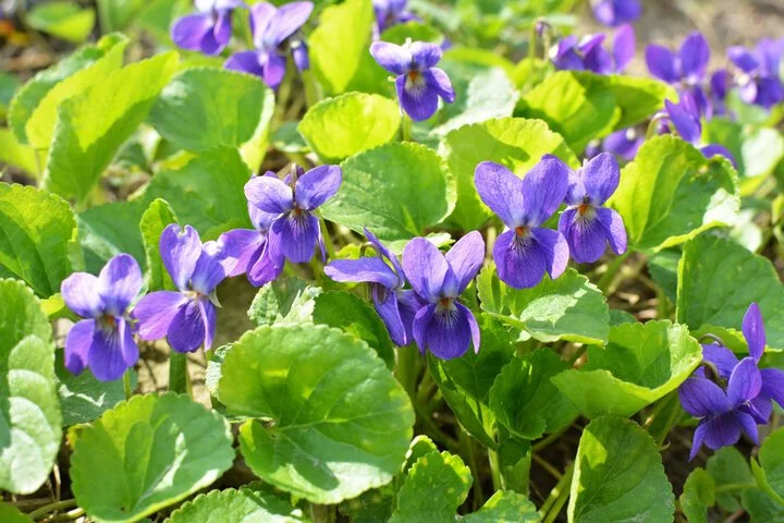 Viola odorata