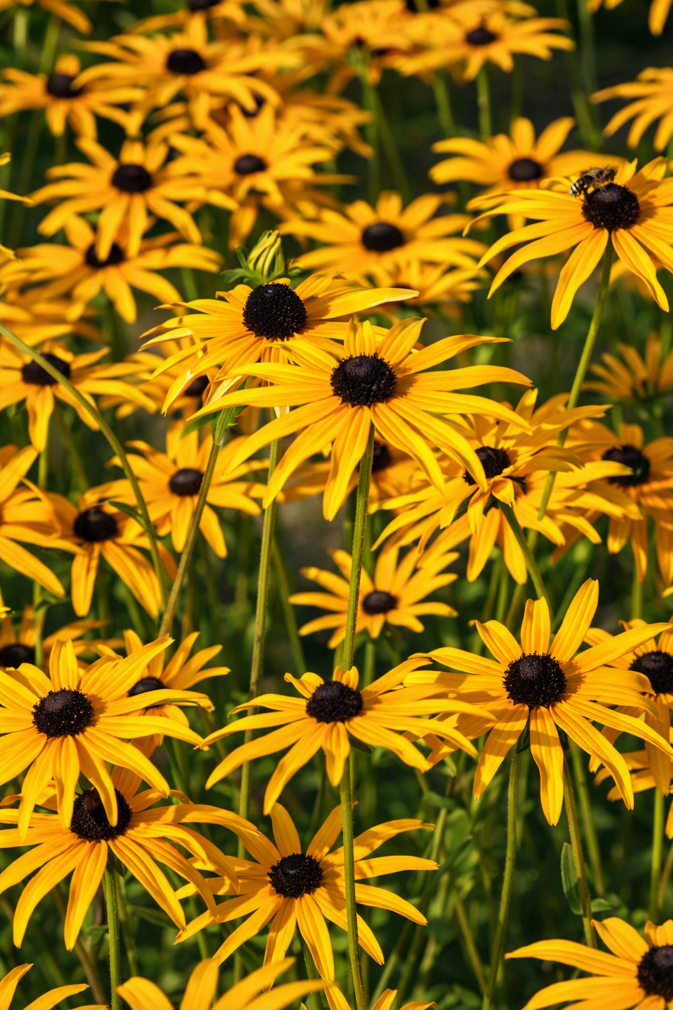 Rudbeckia subtomentosa