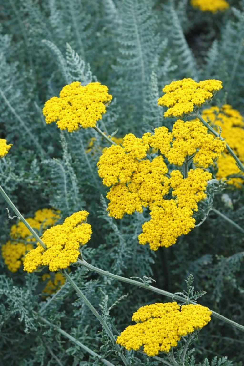 Achillea clypeolata