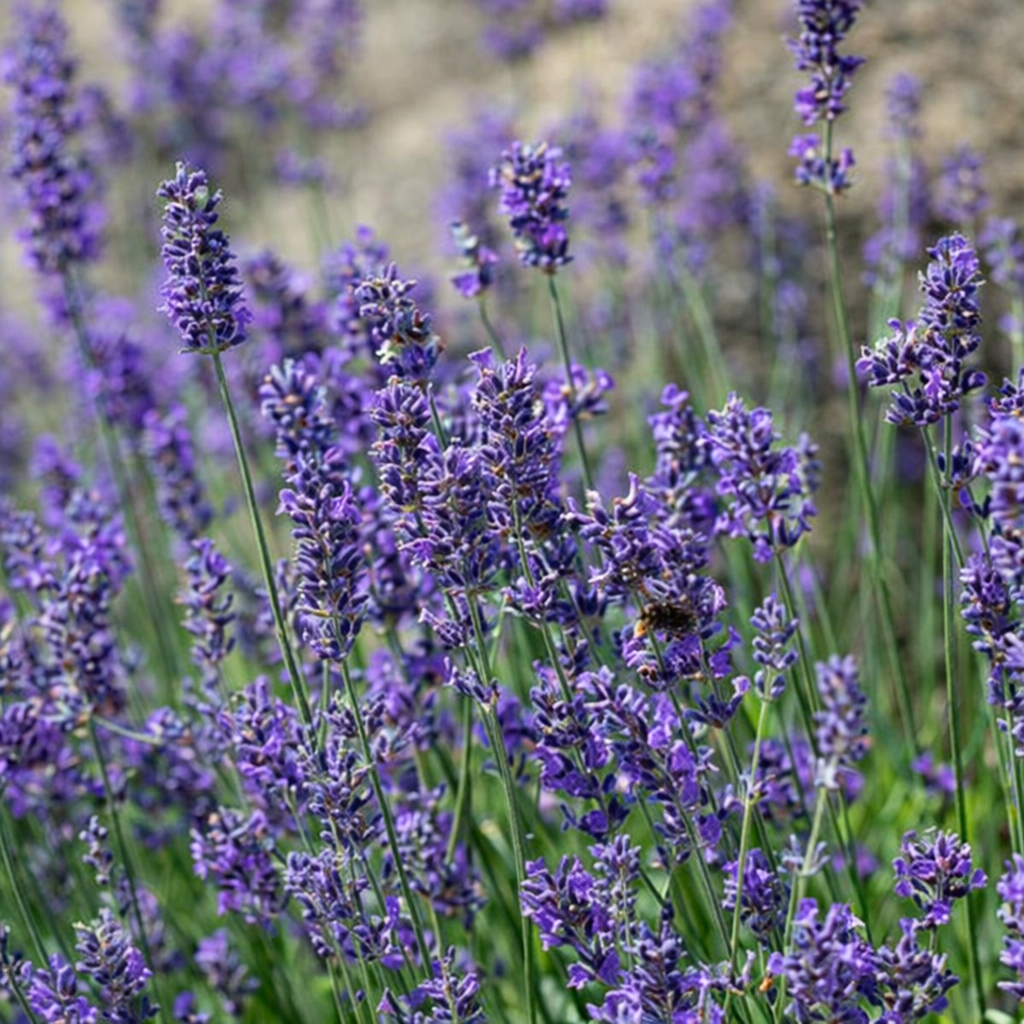 Lavandula angustifolia ‘Munstead’