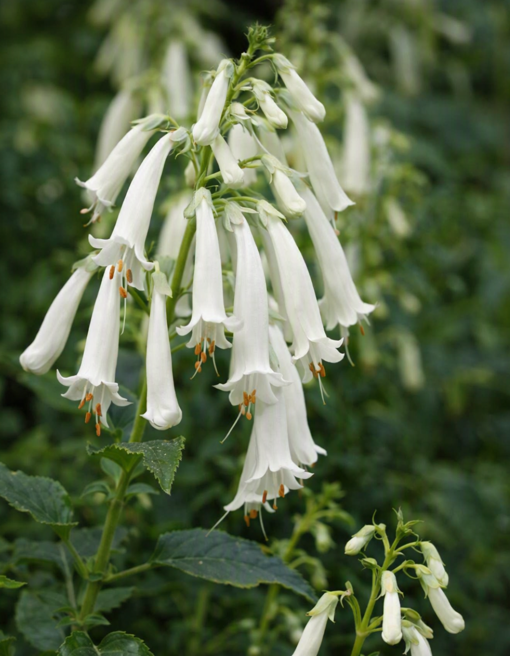 Phygelius 'Snow Queen'