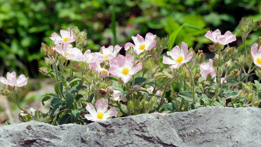 Cistus x argenteus ’Silver Pink’