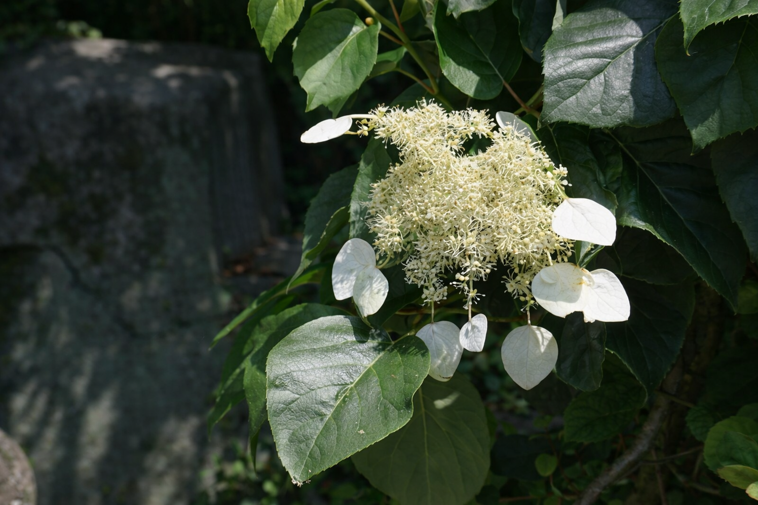 Schizophragma hydrangeaoides 'Moonlight'
