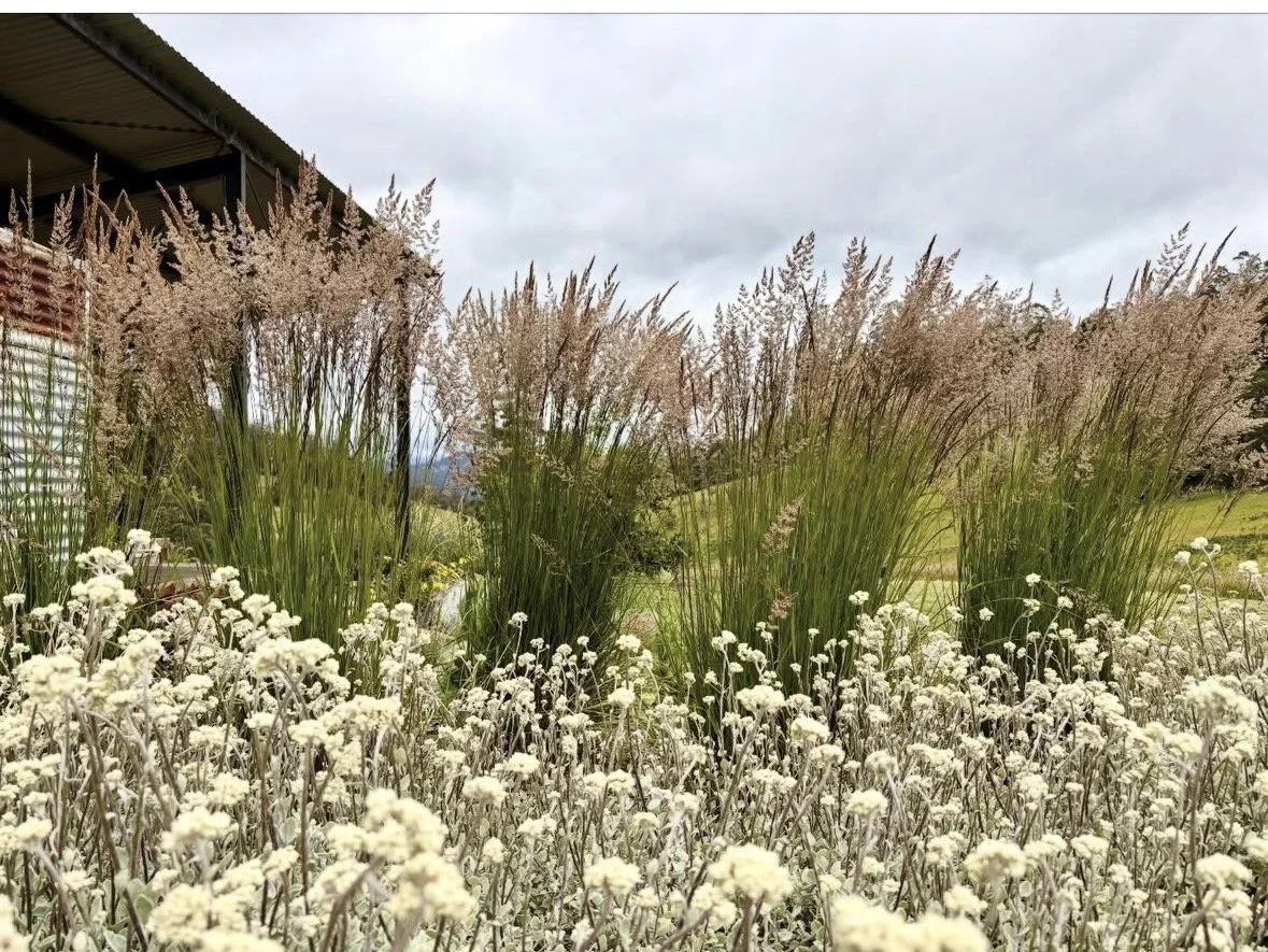 Calamagrostis 'Karl Foerster'