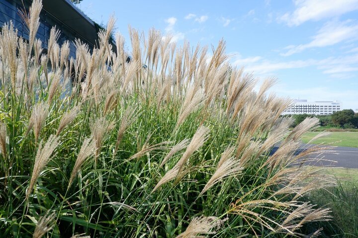 Miscanthus 'Kleine Fountaine'