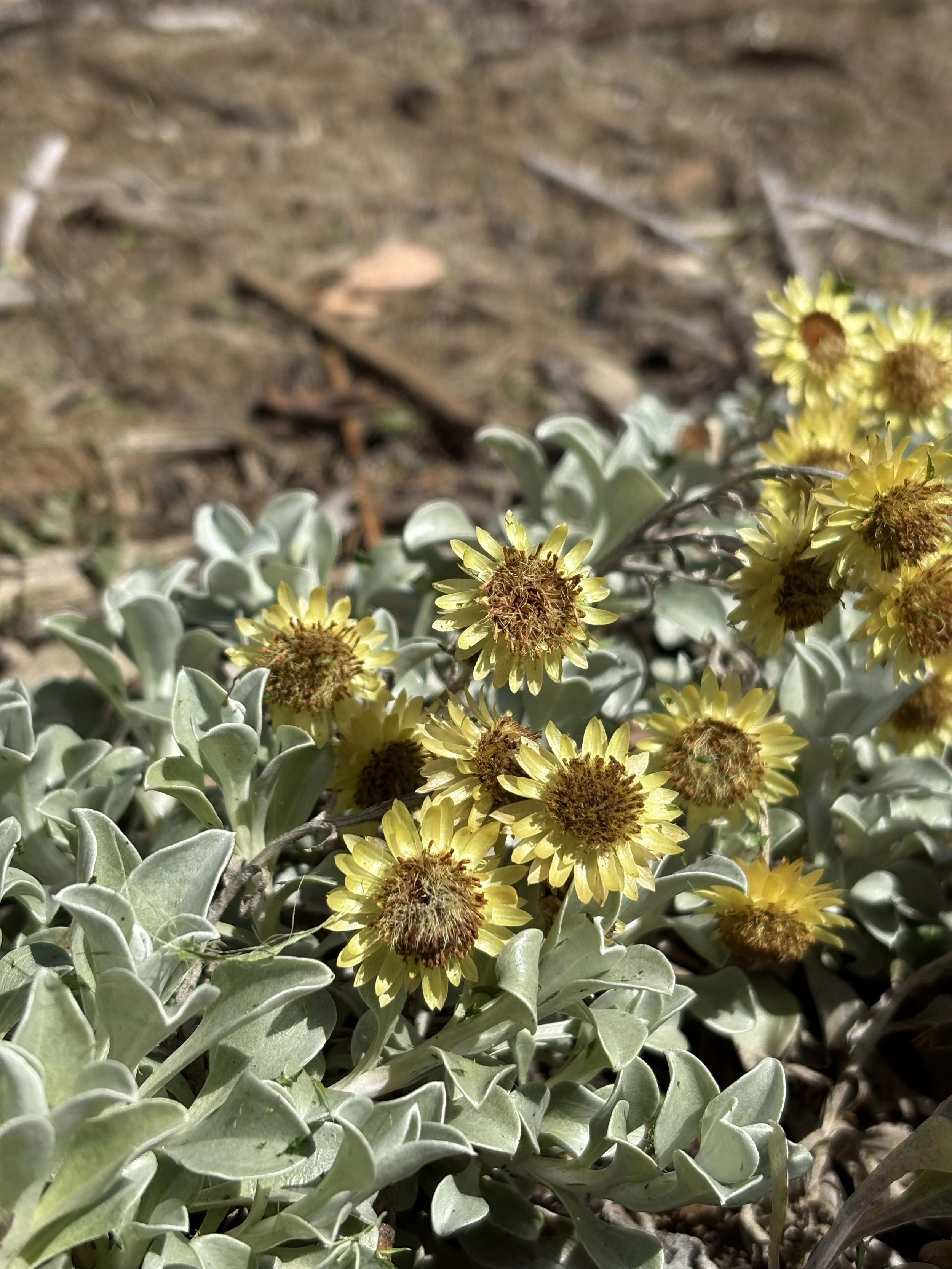 Helichrysum argyrophyllum