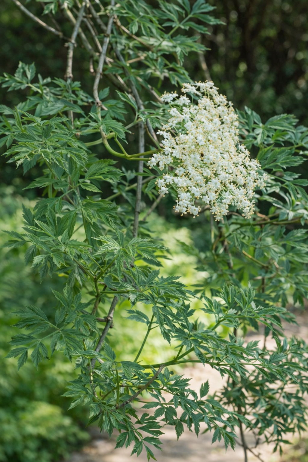 Sambucus nigra ‘Laciniata’