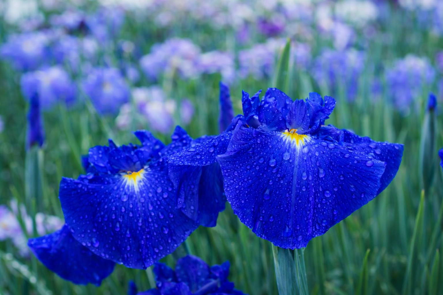 Iris ensata 'Hekito'