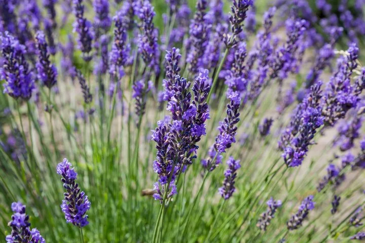 Lavandula angustifolia ‘Hidcote’